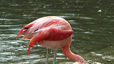 Flamingo bird taking a bath