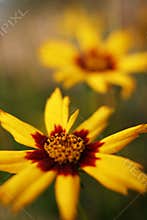 Coreopsis flower