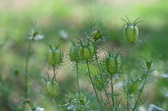 Nigella seed capsule, sativa. Love-in-the-mist