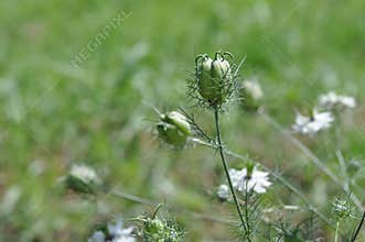 Nigella seed capsule, sativa. Love-in-the-mist