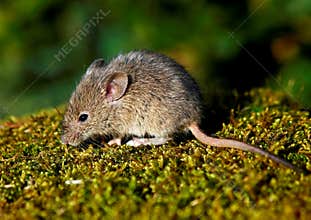 House Mouse (Mus musculus)