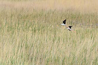 Two birds in the wetland