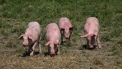 Pig farm with many pigs
