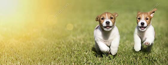 Dog puppies playing - web banner idea