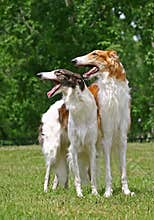 Borzoi