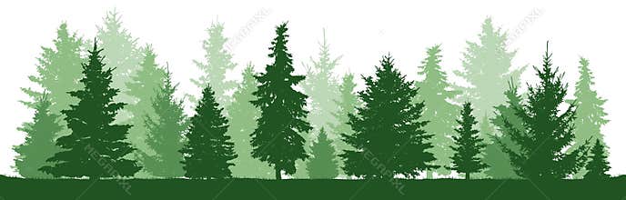 Trees pine, fir, spruce, christmas tree. Coniferous forest, vector silhouette