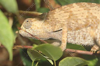 Flap-necked chameleon