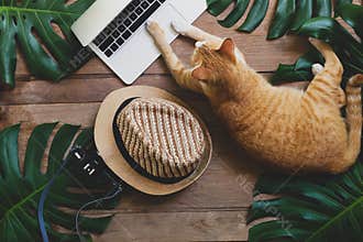 Domestic ginger cat acts as human working on laptop computer on