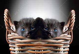Two Adorable Black Kittens in Basket