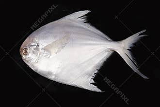 Sea fish