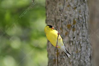 American Goldfinch Perched on Branch