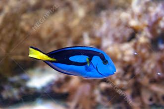 Regal blue tang, palette surgeonfish, or hippo tang, an Indo-Pacific surgeonfish of Paracanthurus hepatus species