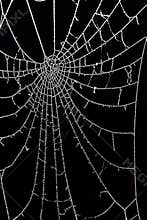 Dew drops frozen in the cobweb