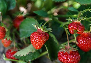 Fresh strawberry on the bush growth at the farm.