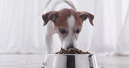 Dog waiting permission to eat run to stern and eat