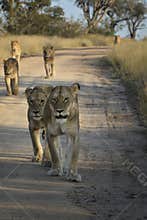 Pride of lions walking down a sand road