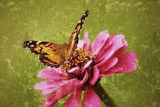 Painted Lady Butterfly lights on a zinnia in an antiqued photograph.
