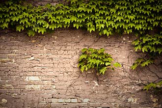 Brick wall
