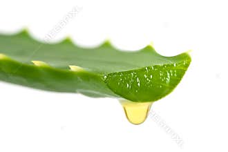 Aloe