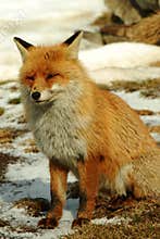 Wild red fox