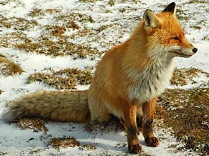 Wild red fox