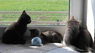 Kittens Playing on Windowsill