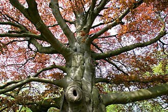 Beech tree