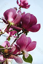 Beatuful purple blooming magnolia tree