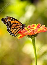 Monarch butterfly on zinnia