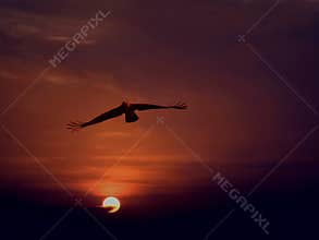 The Golden Eagle