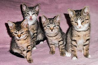 Home portrait of four kittens