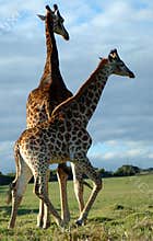 Giraffes in Africa