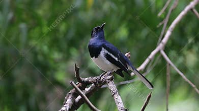 Oriental Magpie Robin Copsychus saularis Beautiful Male Birds of Thailand