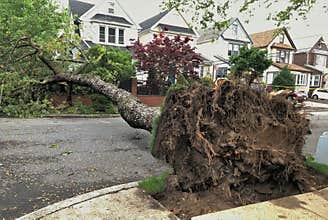 Large Tree Damage Natural Disaster Rain Storm Destruction Tree Removal
