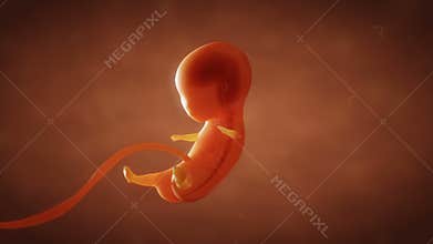 Human embryo fetus growth