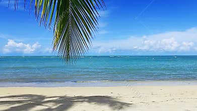 Caribbean sea and palm leaves .