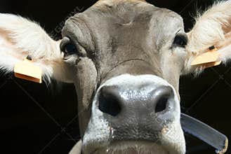Cow portrait