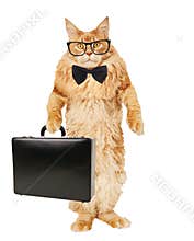 Red cat Maine Coon on a white background