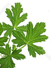 Geranium (Pelargonium graveolens)