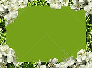 Frame of flowers.