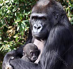 Western Lowland Gorilla Holding Her Newborn Baby