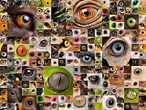Montage of animal eyes