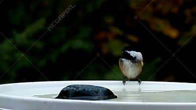 Chickadee black capped, Poecile atricapillus, single bird drinking at birdbath