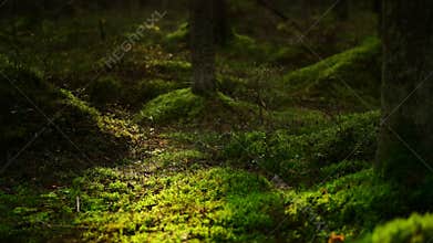 Mossy pine forest