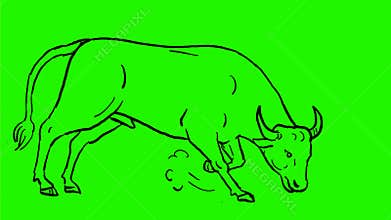 Bull About to Charge Drawing 2D Animation