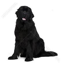 Side view of Newfoundland dog, sitting