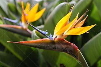 Bird of Paradise Flower