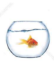 Fish in spherical aquarium