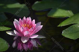 Beautiful water lilly close up in my garden