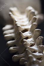 Thoracic Spine